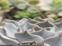 南京梦兴房产经纪有限公司