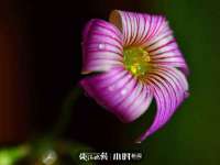 南京梦兴房产经纪有限公司