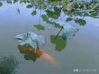 南京梦兴房产经纪有限公司